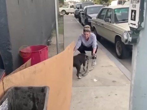 the-wonderful-woman-convinced-the-sad-pregnant-dog-under-the-truck-1-53-screenshot-2-1