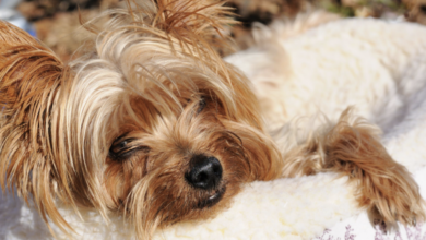 Tragic End for Yorkshire