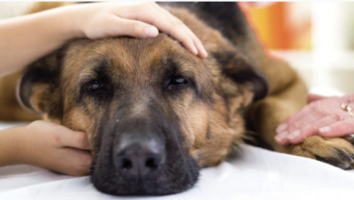 Tragic Incident in Central Park