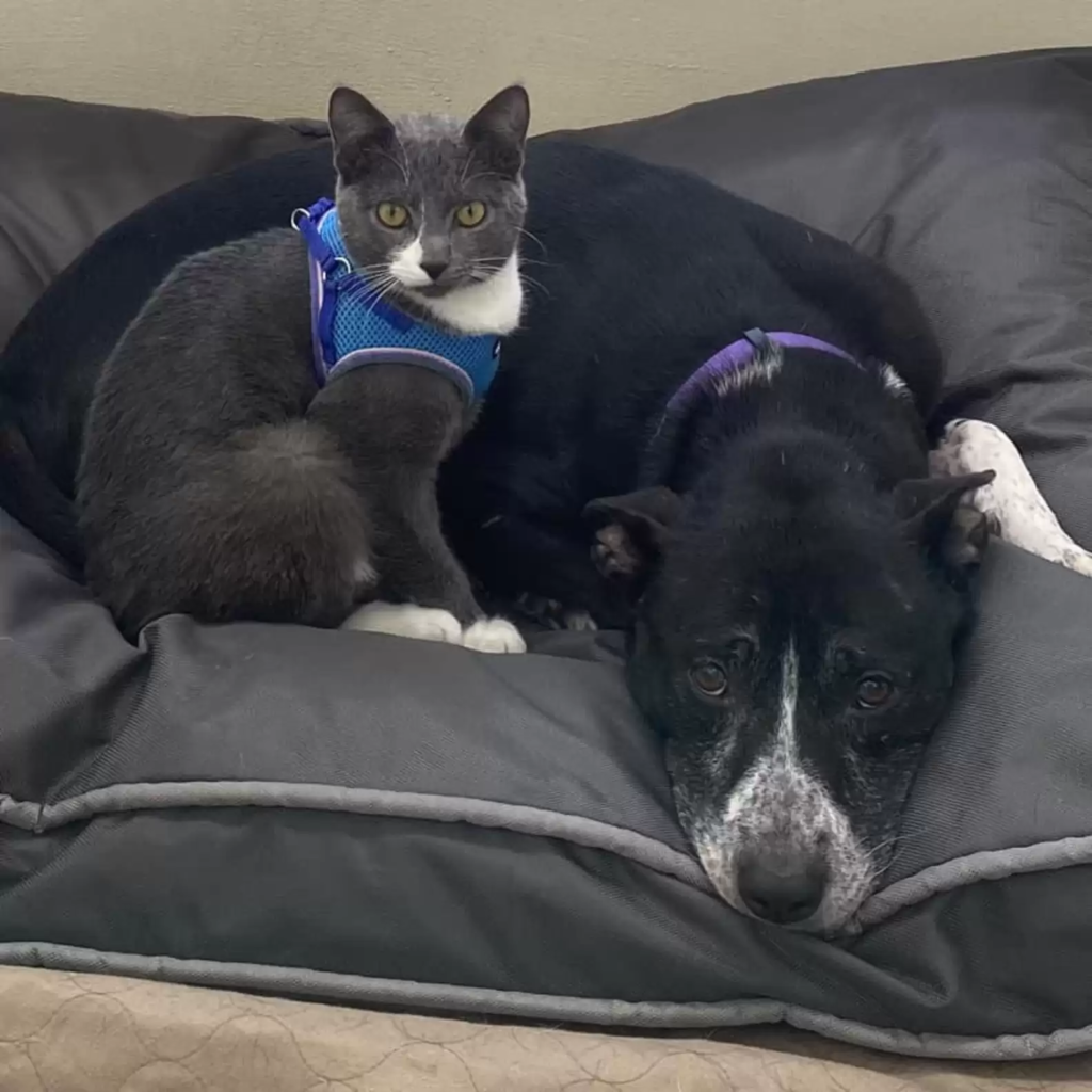 unbreakable-bond-dog-and-cat-found-together-in-field-refuse