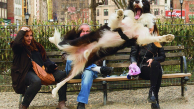 Unleash the Laughter