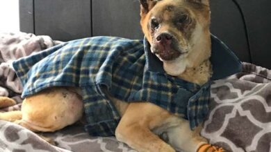 Vet offers exceptional