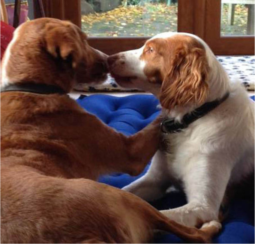 1681016991_201_emotional-moment-as-two-rescued-stray-dogs-find-each-other