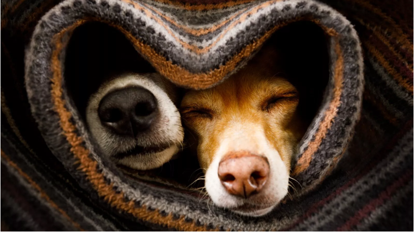 1681016991_734_emotional-moment-as-two-rescued-stray-dogs-find-each-other