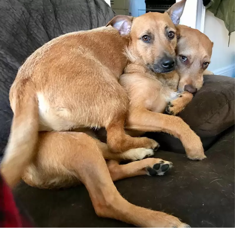 1681016991_923_emotional-moment-as-two-rescued-stray-dogs-find-each-other