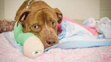 Hurt puppy receives his initial