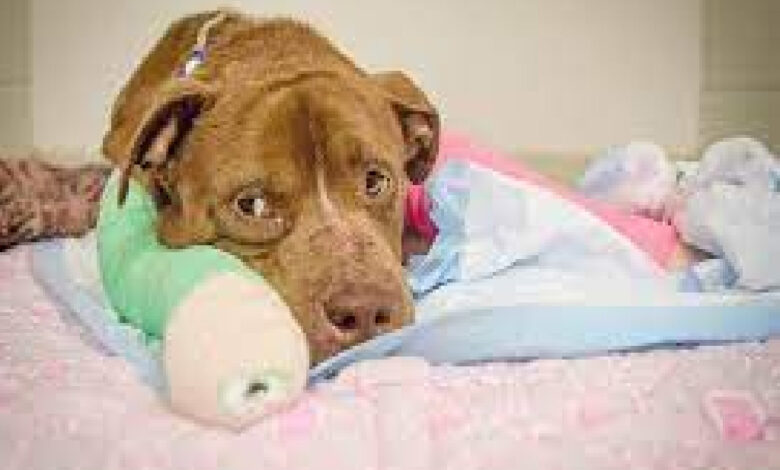 Hurt puppy receives his initial