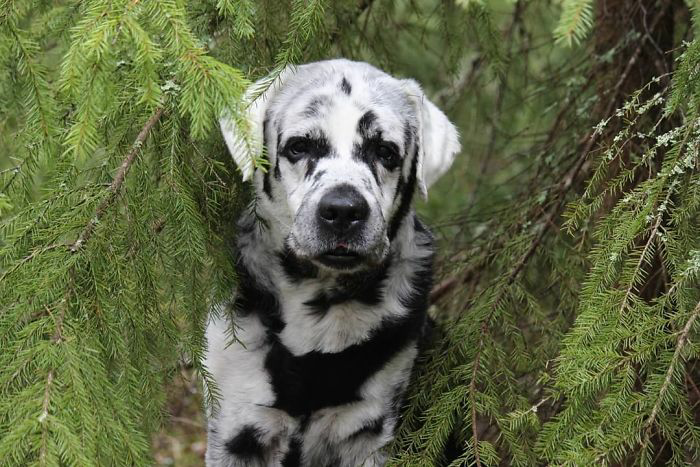 1682155338_365_internet-goes-crazy-over-beautiful-black-labrador-with-vitiligo