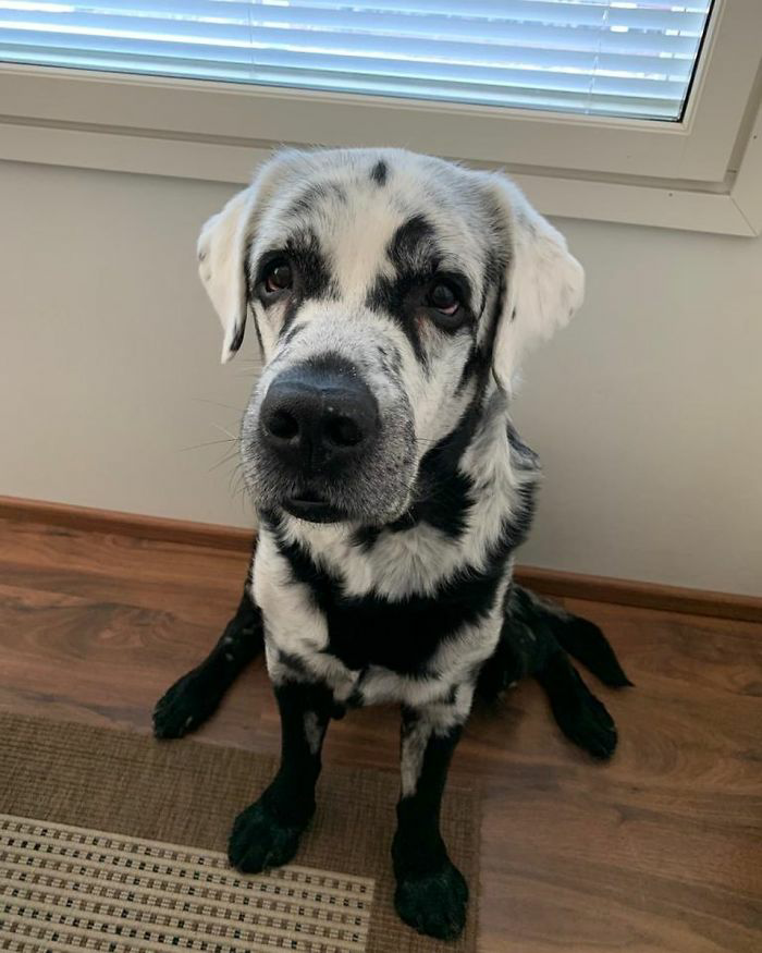1682155338_834_internet-goes-crazy-over-beautiful-black-labrador-with-vitiligo