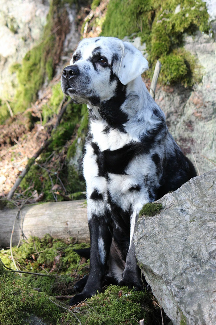 1682155339_230_internet-goes-crazy-over-beautiful-black-labrador-with-vitiligo