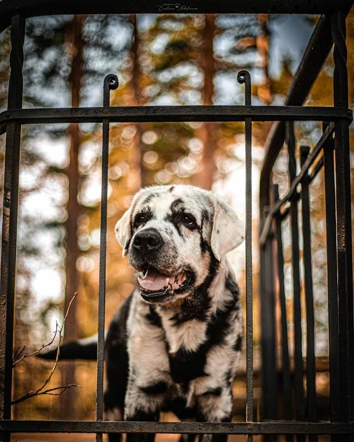 1682155339_545_internet-goes-crazy-over-beautiful-black-labrador-with-vitiligo