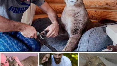 From the Wild to the Living Room