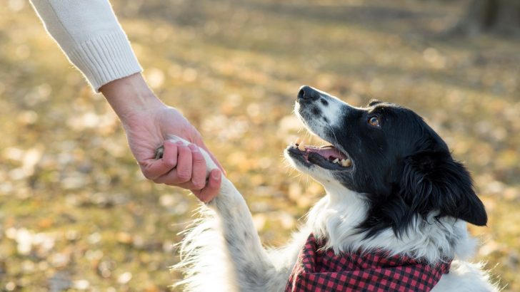5 Fastest And Easiest Tricks To Teach Your Dog