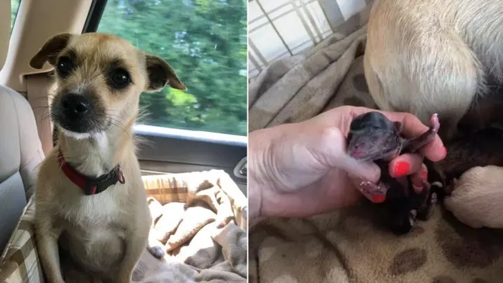 A Pregnant Dog Gives Birth In The Car Right After Being Rescued