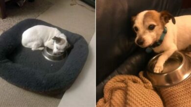 Adopted Rescue Dog Can’t Stop Hugging His Food Bowl  
