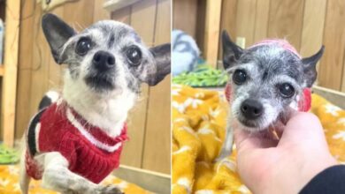 Owners Surrender Their Senior Chihuahua To Shelter Because She Wanted To Sleep With Them