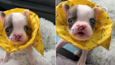 adorable tiny puppy looking at camera