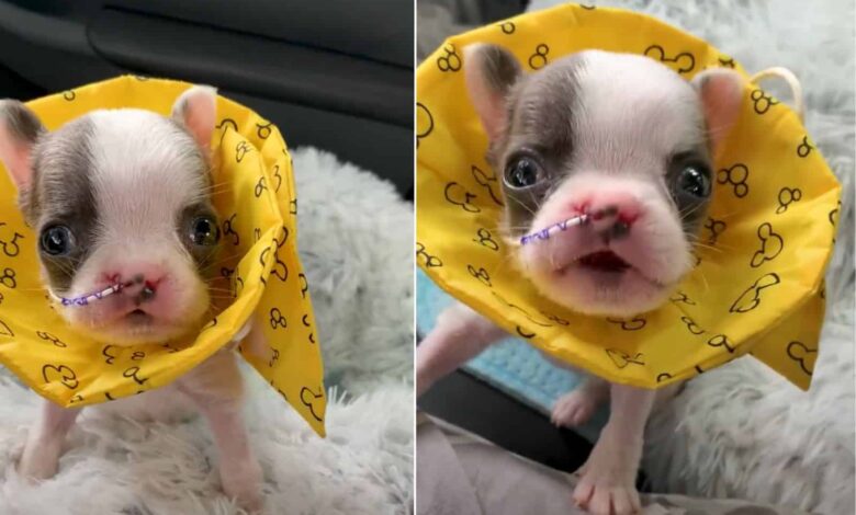adorable tiny puppy looking at camera