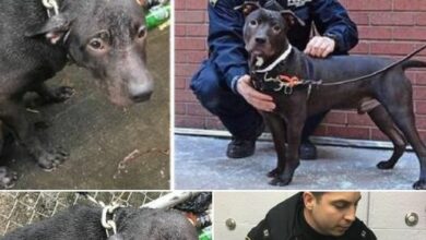 Policeman Adopts Abandoned Dog