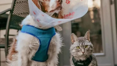 cat sitting beside a dog with medical collar on terrace