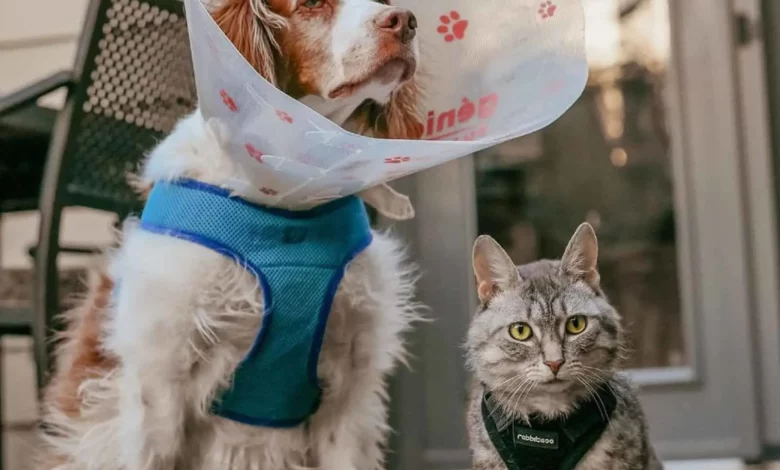 cat sitting beside a dog with medical collar on terrace