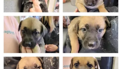 close-up photos of puppies