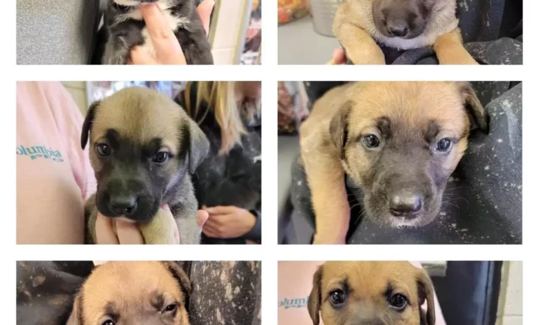 close-up photos of puppies