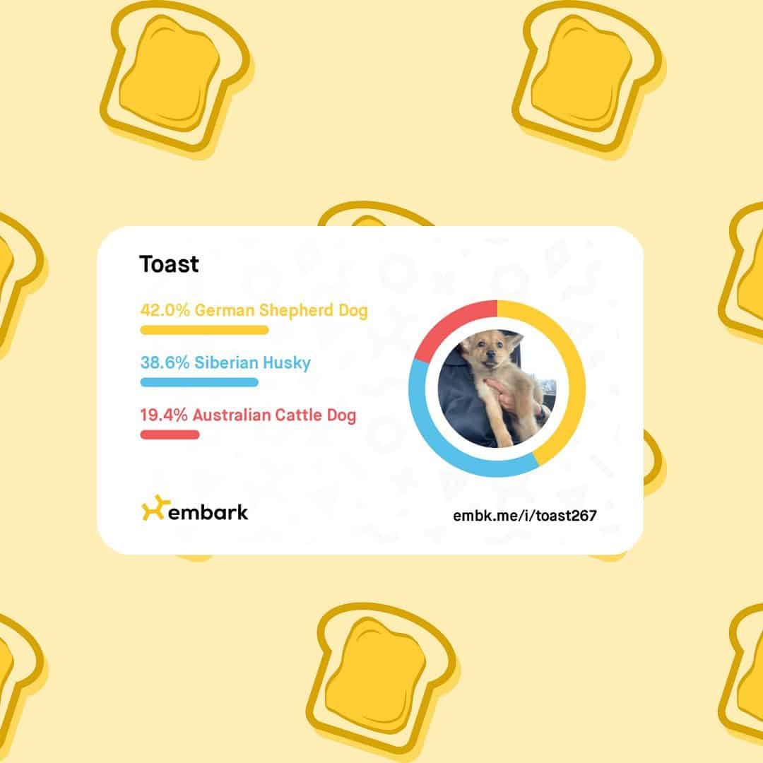 dna-test-of-dog dna test of dog