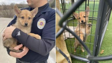 We Finally Know The Identity Of Dallas’ Mystery Animal
