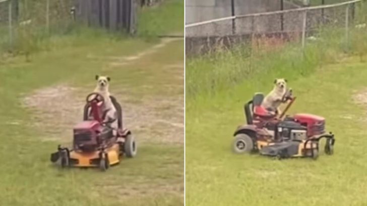 Dog Lawn Mowing Service Is Now Available In USA