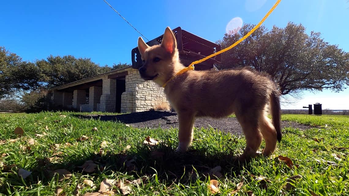dog-on-leash dog on leash