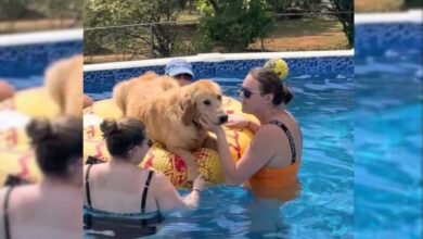 Two Dogs Crash A Pool Party And Have The Adventure Of A Lifetime
