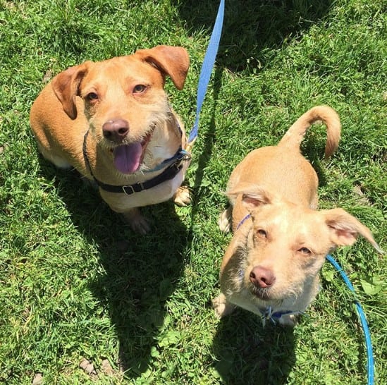 dogs-looking-up dogs looking up