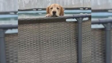 Duke, The Golden Retriever, Knows The Pawfect Way To Chill In The Summer