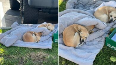 Three Senior Dogs Dumped On The Street With Nothing But Their Blanket