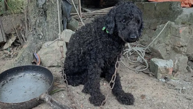 From Chained to Cherished