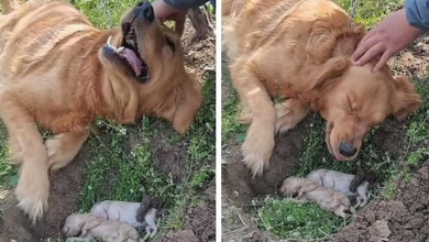a mother dog relentlessly