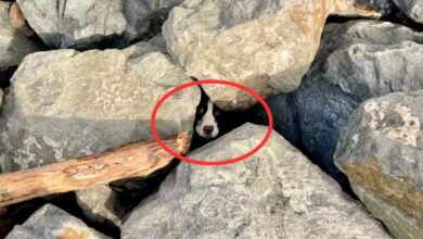 Hero Jogger Spots A Dog Buried Under Rocks On A Beach Minutes Before A Dangerous Tide