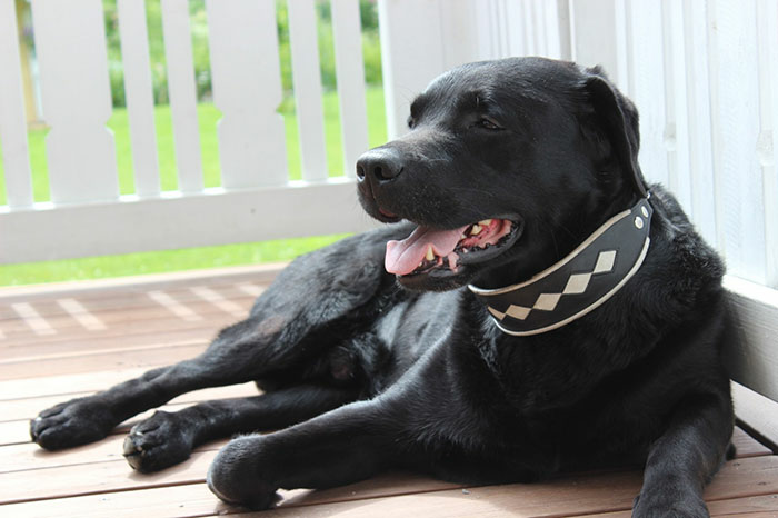 internet-goes-crazy-over-beautiful-black-labrador-with-vitiligo