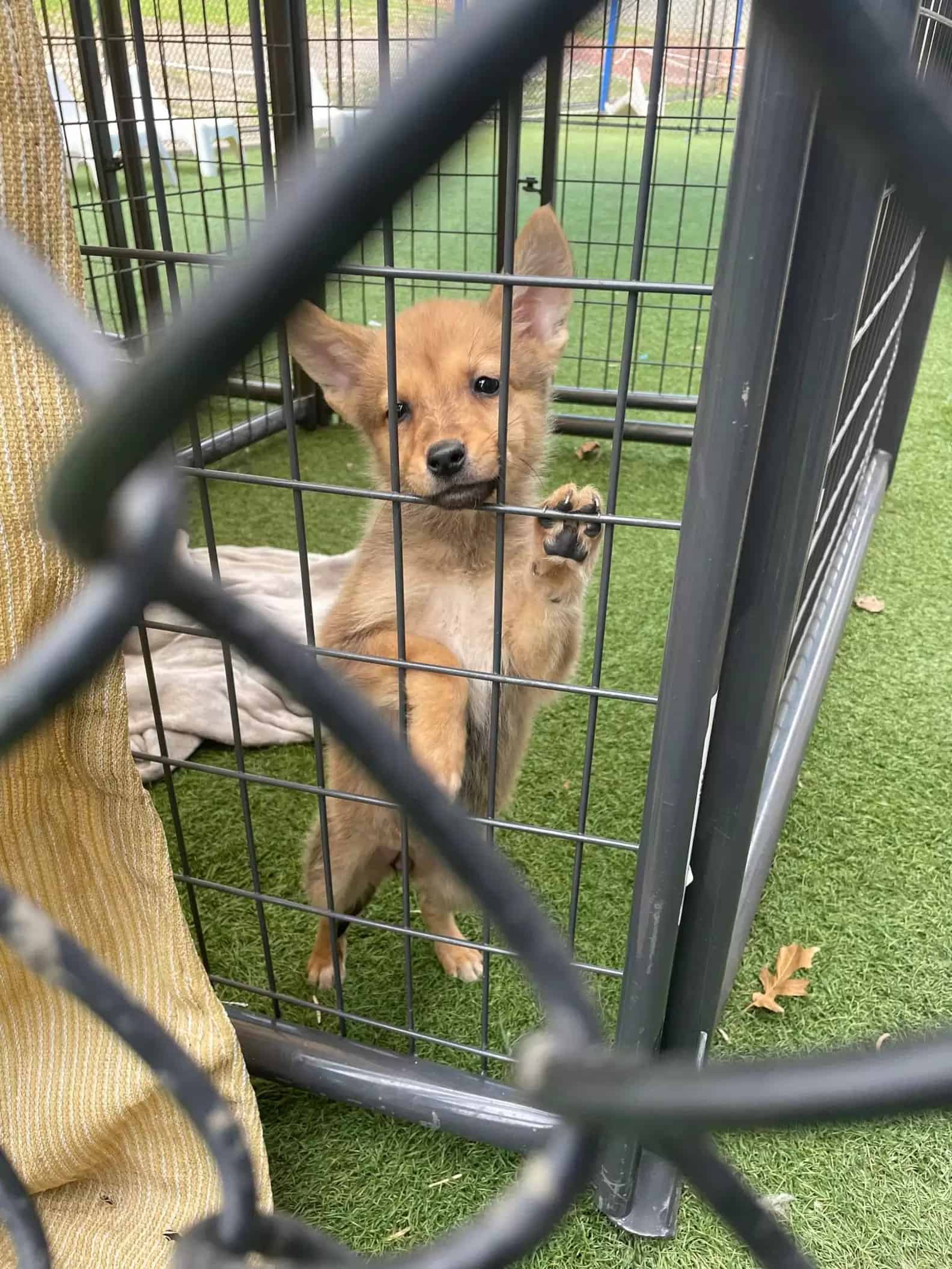little-dog-in-cage little dog in cage