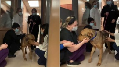 Shelter Staff Gets To Say One Last Goodbye To Their Sweetest Resident