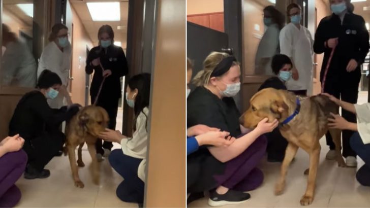 Shelter Staff Gets To Say One Last Goodbye To Their Sweetest Resident
