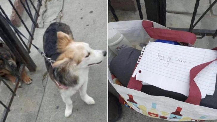 Someone Left A Dog Tied To The Fence With A Note