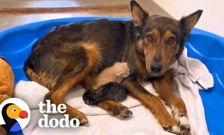 Mama Dog Finds Healing