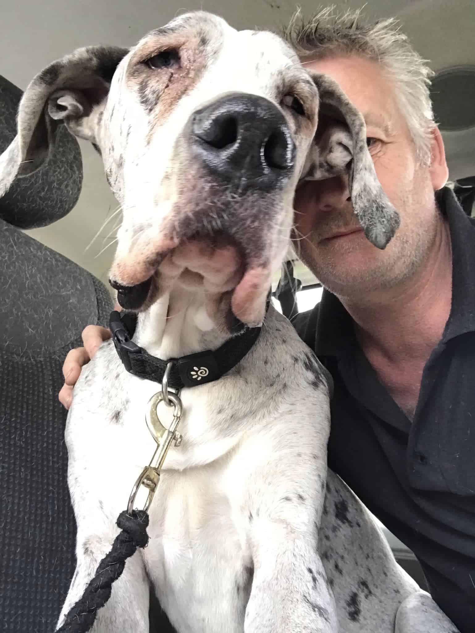 Starving Great Dane Found Eating Rocks To Survive Gets His Miracle