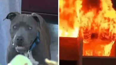 Pitbull Saves Baby 3