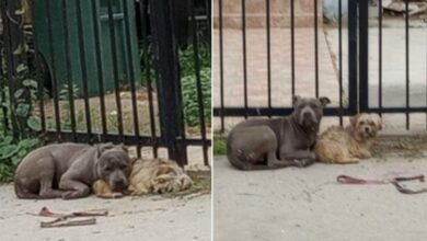 Stray Friends, Pitbull And Yorkie Mix, Had Each Other’s Back On The Streets