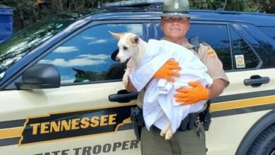 police officer holding the dog