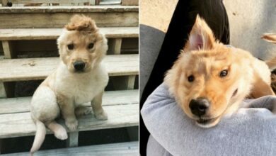 A Valid Proof That Unicorn Puppies Exist