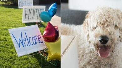rescued goldendoodle in a new home
